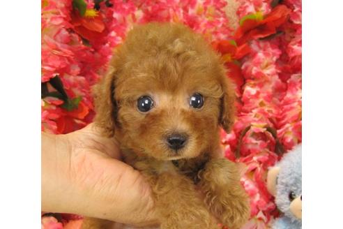 成約済の茨城県のトイプードル-19149の3枚目