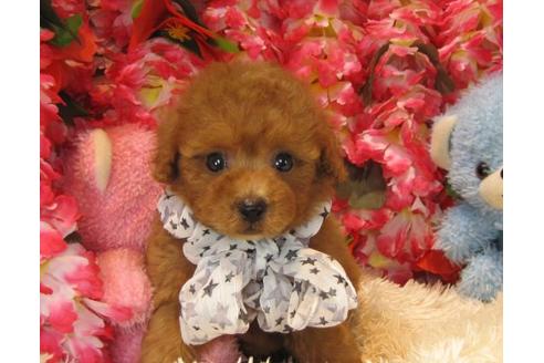 成約済の茨城県のトイプードル-19150の1枚目