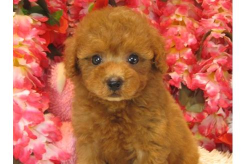 成約済の茨城県のトイプードル-19150の2枚目