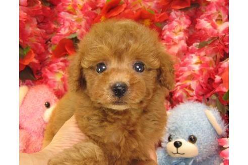 成約済の茨城県のトイプードル-19150の3枚目