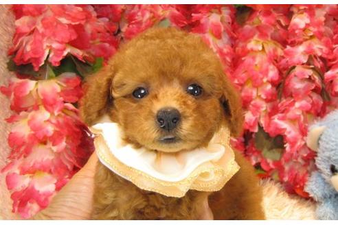 成約済の茨城県のトイプードル-19151の1枚目