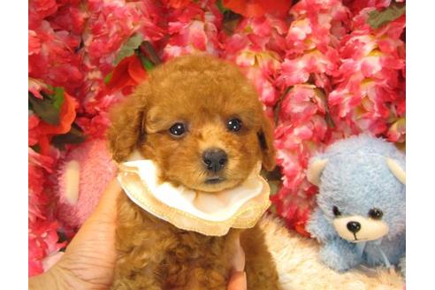 成約済の茨城県のトイプードル-19151の2枚目