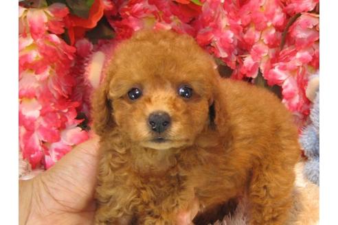 成約済の茨城県のトイプードル-19151の3枚目