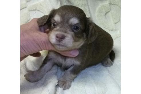 成約済の岐阜県のミックス犬-19190の1枚目