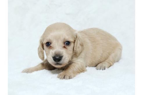 成約済の栃木県のミニチュアダックスフンド-19212の2枚目