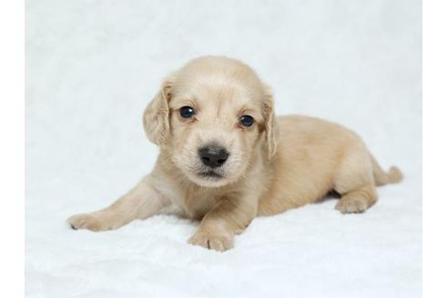 成約済の栃木県のミニチュアダックスフンド-19213の3枚目