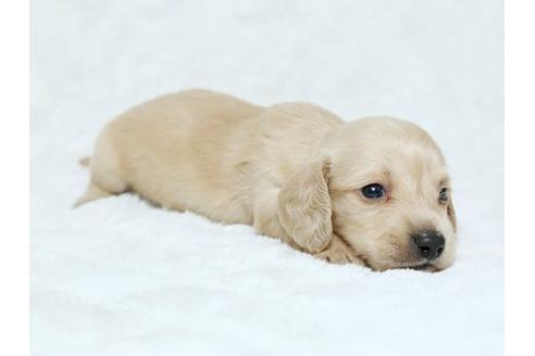 成約済の栃木県のミニチュアダックスフンド-19213の1枚目