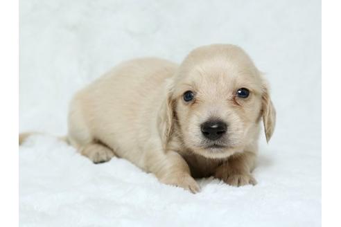 成約済の栃木県のミニチュアダックスフンド-19214の1枚目