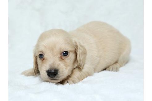 成約済の栃木県のミニチュアダックスフンド-19214の2枚目