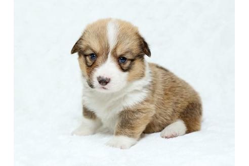 成約済の栃木県のウェルシュコーギーペンブローク-19217の1枚目