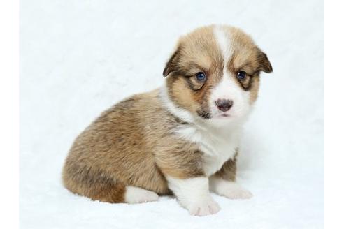 成約済の栃木県のウェルシュコーギーペンブローク-19217の2枚目