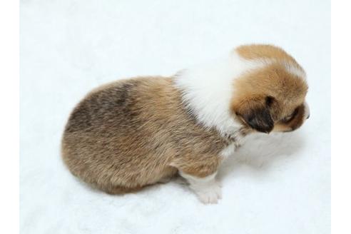 成約済の栃木県のウェルシュコーギーペンブローク-19217の3枚目