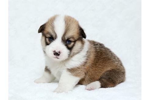 成約済の栃木県のウェルシュコーギーペンブローク-19218の2枚目