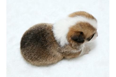 成約済の栃木県のウェルシュコーギーペンブローク-19218の3枚目