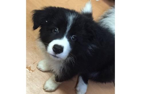 成約済の東京都のボーダーコリー-16659の2枚目