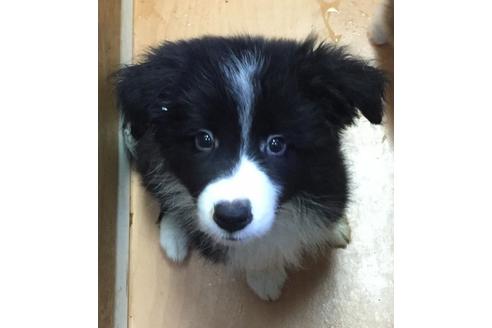 成約済の東京都のボーダーコリー-16659の3枚目