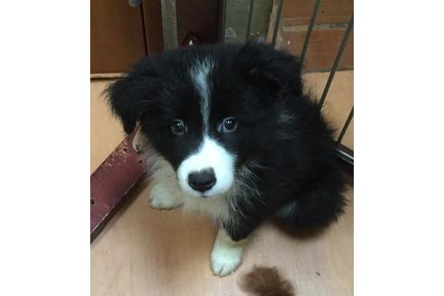 成約済の東京都のボーダーコリー-16659の1枚目