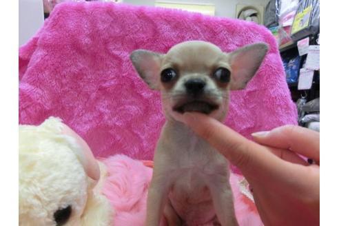 成約済の京都府のチワワ-19244の1枚目