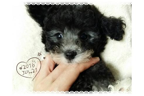 成約済の愛媛県のティーカッププードル-18438の4枚目