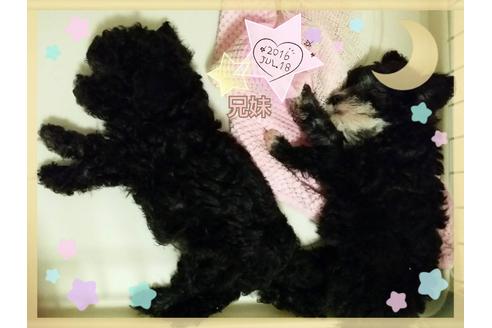 成約済の愛媛県のティーカッププードル-18438の2枚目