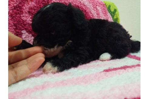 成約済の愛媛県のティーカッププードル-18438の1枚目