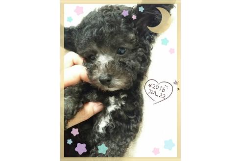 成約済の愛媛県のティーカッププードル-19154の5枚目