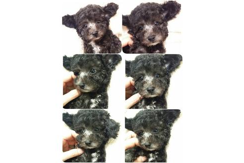 成約済の愛媛県のティーカッププードル-19154の4枚目