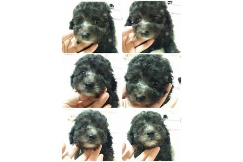 成約済の愛媛県のティーカッププードル-19154の3枚目