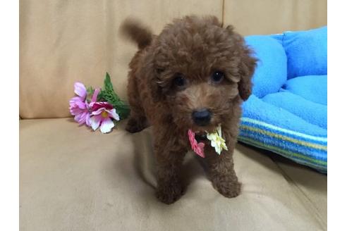 成約済の栃木県のトイプードル-19306の1枚目