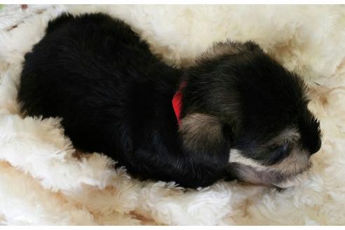 成約済の滋賀県のミニチュアシュナウザー-19363の1枚目