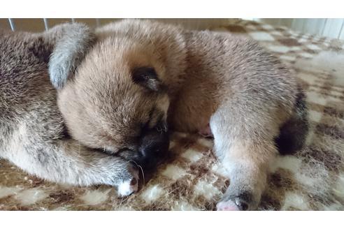 成約済の愛知県の柴犬-19420の2枚目