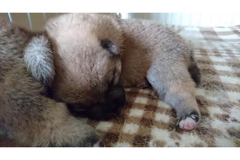 成約済の愛知県の柴犬-19420の1枚目