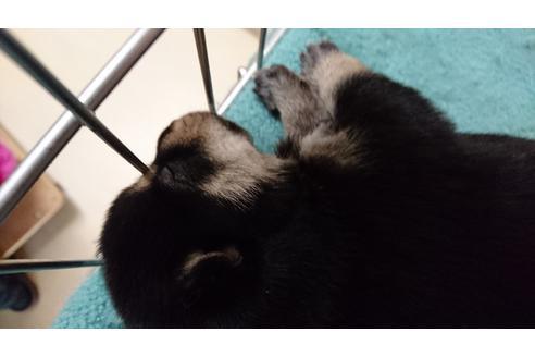 成約済の愛知県の柴犬-19421の1枚目