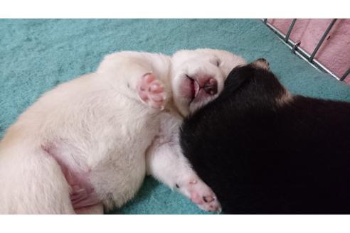 成約済の愛知県の柴犬-19423の1枚目