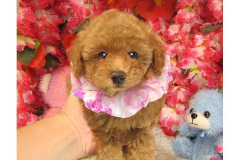 成約済の茨城県のトイプードル-19426の2枚目