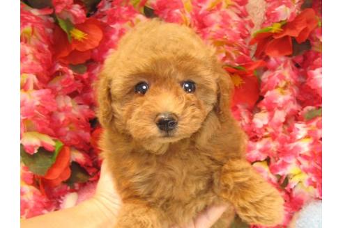 成約済の茨城県のトイプードル-19426の3枚目