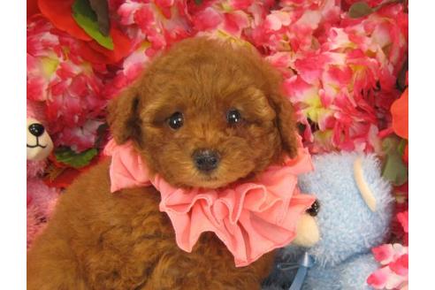 成約済の茨城県のトイプードル-19427の1枚目