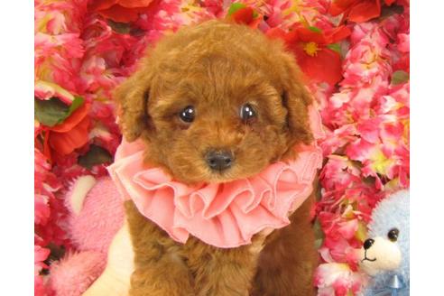 成約済の茨城県のトイプードル-19427の2枚目