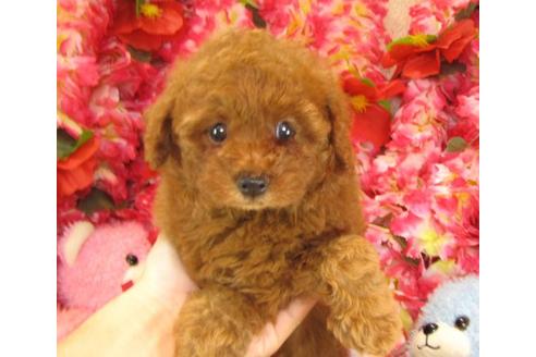 成約済の茨城県のトイプードル-19427の3枚目