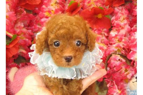 成約済の茨城県のトイプードル-19428の1枚目