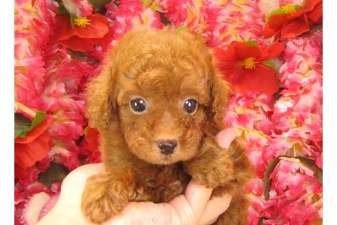 成約済の茨城県のトイプードル-19428の2枚目