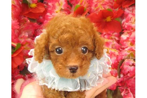 成約済の茨城県のトイプードル-19428の3枚目