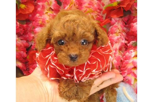 成約済の茨城県のトイプードル-19429の3枚目