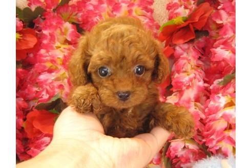 成約済の茨城県のトイプードル-19429の2枚目