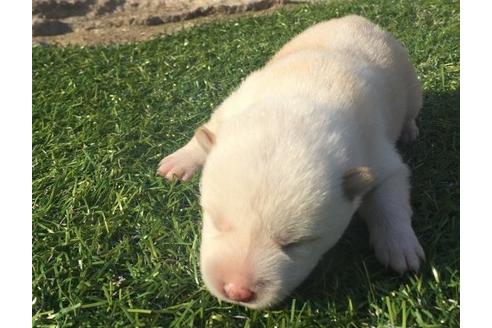 成約済の長崎県の柴犬-19434の2枚目