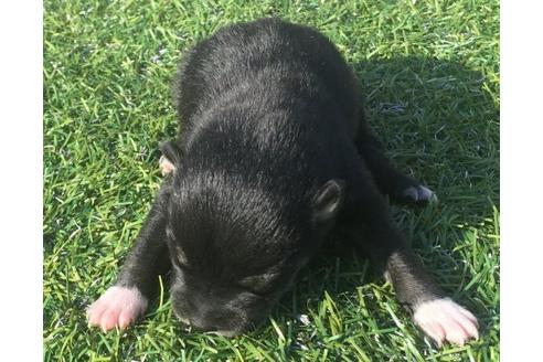 成約済の長崎県の柴犬-19438の3枚目