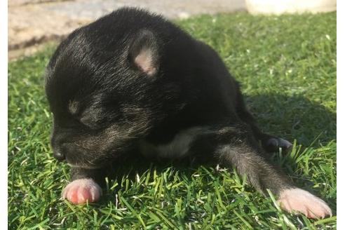 成約済の長崎県の柴犬-19438の1枚目