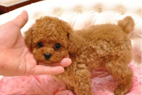 成約済の茨城県のトイプードル-19458の3枚目