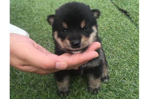 成約済の長崎県の柴犬-18498の1枚目