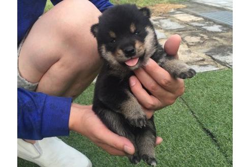 成約済の長崎県の柴犬-18498の2枚目